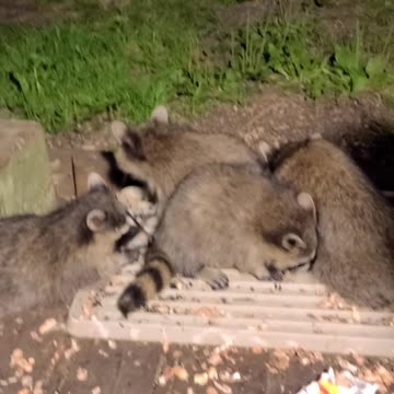 Sunny The Raccoon And Her Teenagers | Part 2 Update | August 31st 2023 | #shorts
