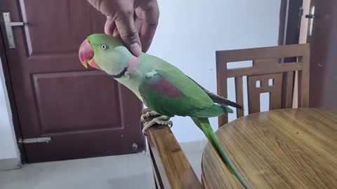 Pablo Mummy ka Cute Baccha hai aur Talking me iss Parrot ka koi jawab Nhip10