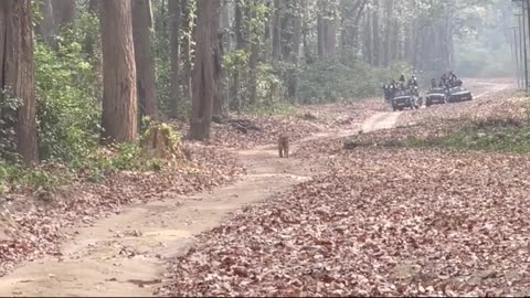 Wildlife in closer view with a natural perspective.