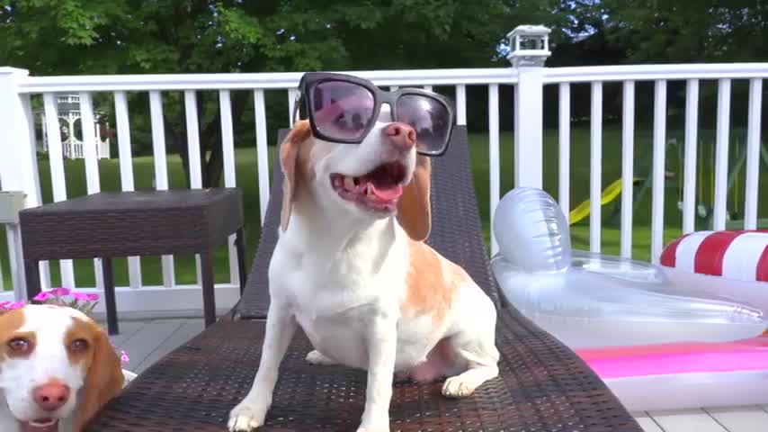 Dogs vs Waffle Head Prank! Funny Dogs Maymo, Penny, Potpie & Indie Invaded by Waffles