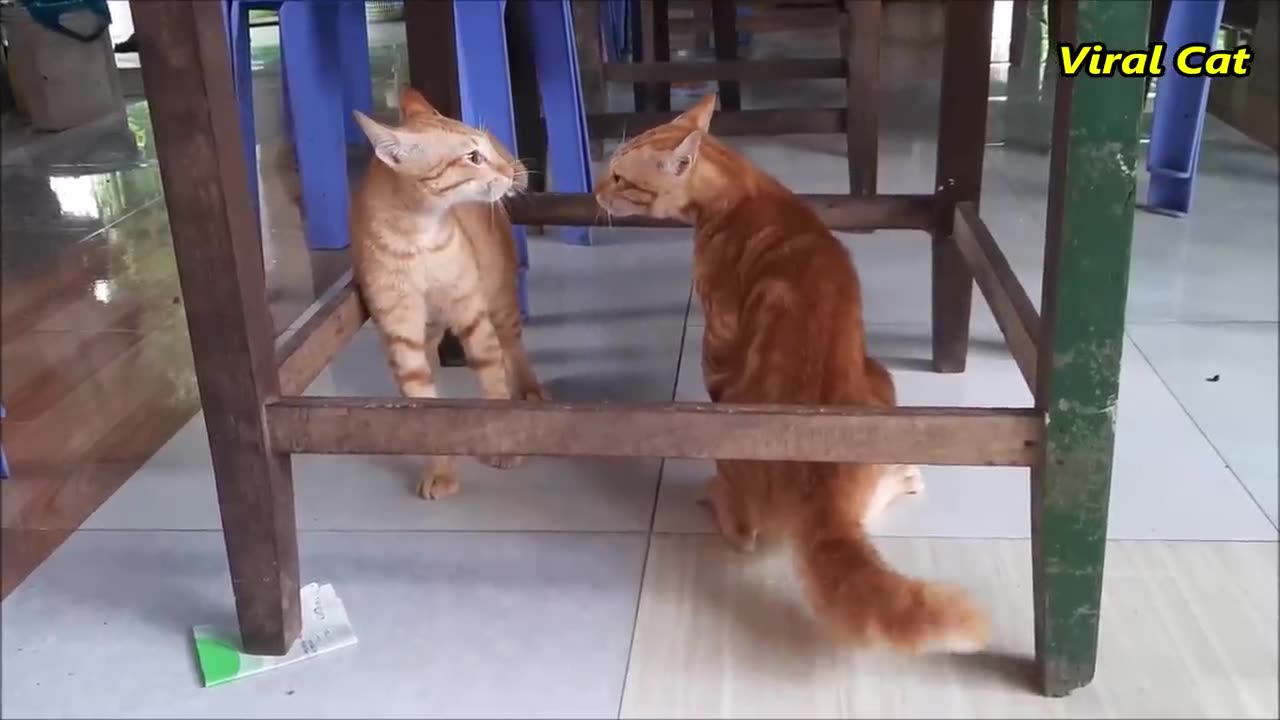 Cats Fighting and Meowing - these two are bloody brothers