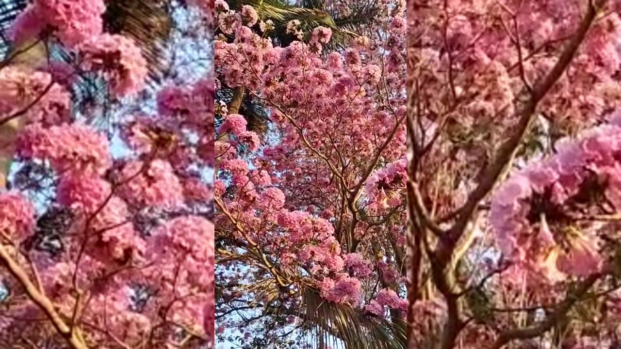 Cherry blossom in Bangalore