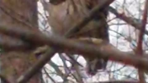 Owl in the trees near me