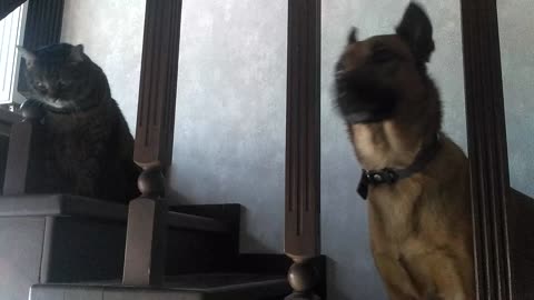 cat and dog waiting on the steps