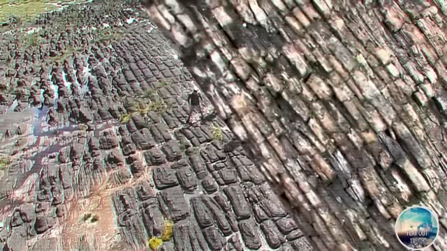 Biblical Trees & Their Remains pt 2