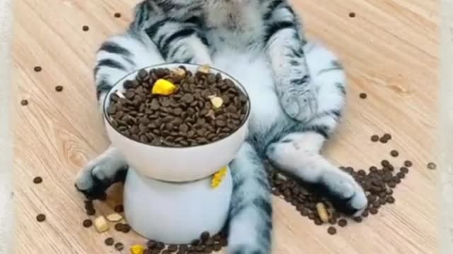 Funny Babies Laughing Hysterically at Cat and dog Compilation