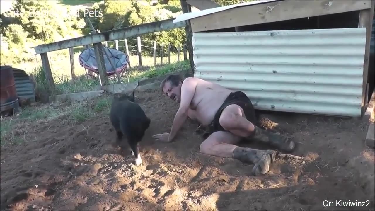 Funny animals chasing people