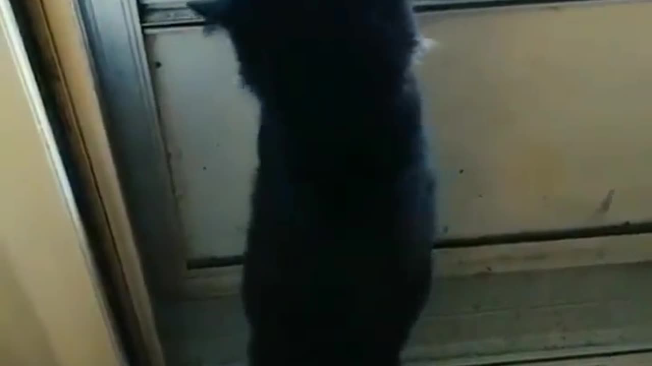 The cat fainted from his aggression