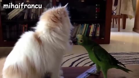 Funny bird annoying Cat ,Cat and bird doing fun
