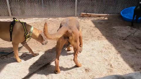 Dogs playing: Episode 30