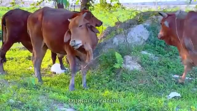Animal sound around us, sound&videos cat 🐈, 🐘 ,dog, 🐅 hippo 🐎