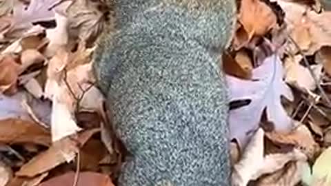 Squirrel eats acorns