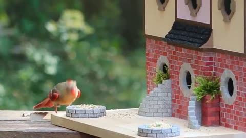 I Built Apartments for my Birds, their Reaction was Priceless