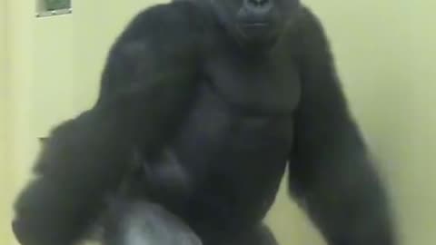 Big shabani on the move