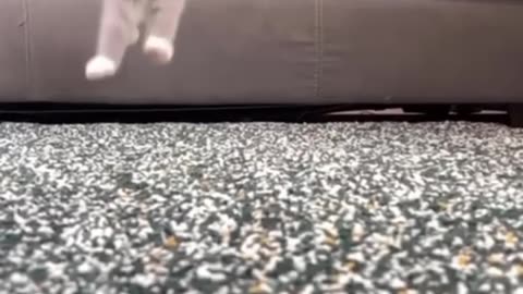 Funny animal