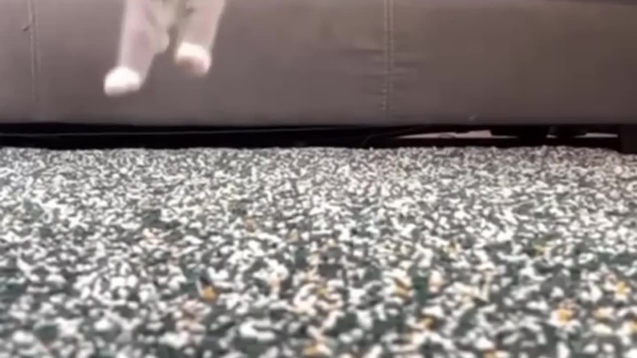 Funny animal