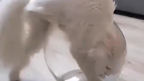 Cat are liquid hahaha 🤣😂