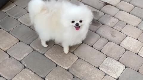 Cute animal video