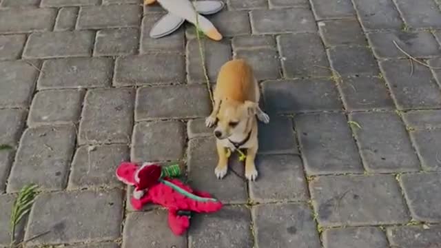 Being tied to a bumper 24/7 was this 9 week old puppies life