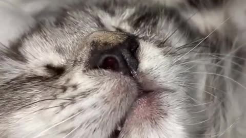 Funny Animals Shorts 200 :-) talking cats 😂 Cats Dogs Pets laugh viral video