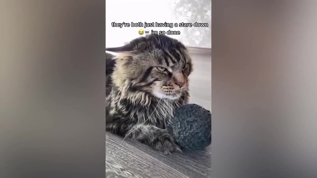 New Funny Animals Video 2023 | Funniest Cats and Dogs Videos | New Funny Video Of Cat And Dogs #31