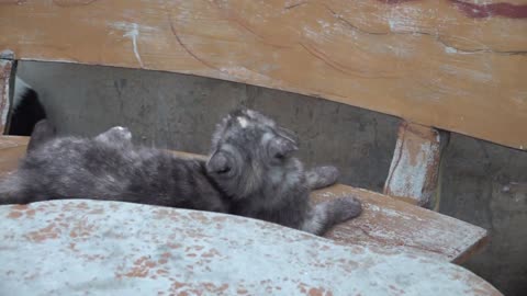 Wow so cat is very cute#