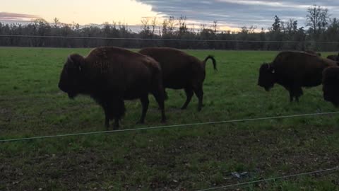 Bison at My Brother's Farm