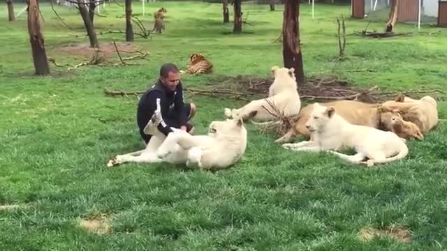 Tiger Saves Man From A Leopard Attack_Cut