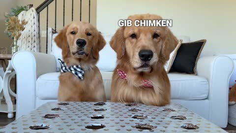 My Dogs React to the Hot Dog Challenge