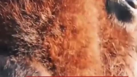 1200-pound blind bison becomes a nanny for rescue animals # foryou