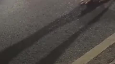 Two Dogs Show the World How Kindness and Bravery Can Be Life-Savers! #stories #dog #shorts.