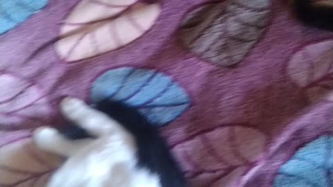 Papa cat and kitten