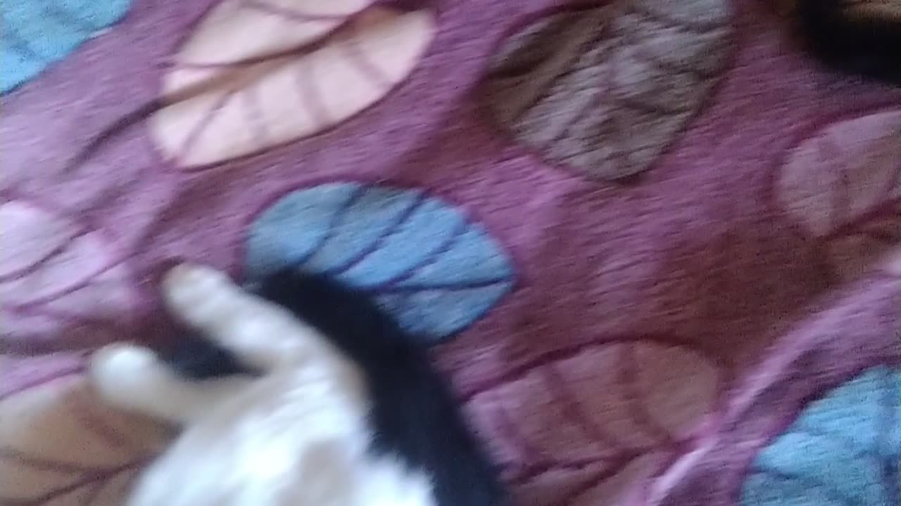 Papa cat and kitten