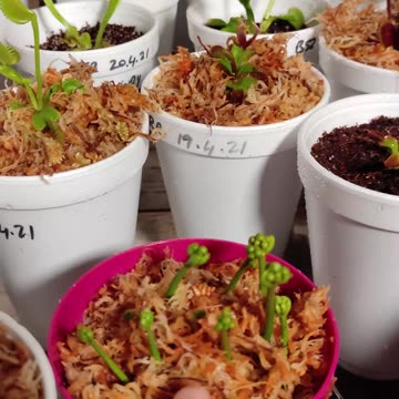 So Many Venus Flytrap Divisions - DON'T THROW AWAY YOUR FLOWER STALKS!! #Short