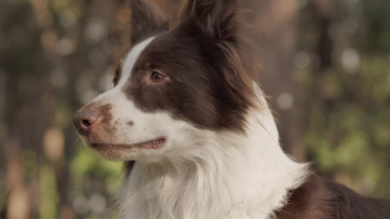 Ever seen a cute smiling dog, check this cute creation