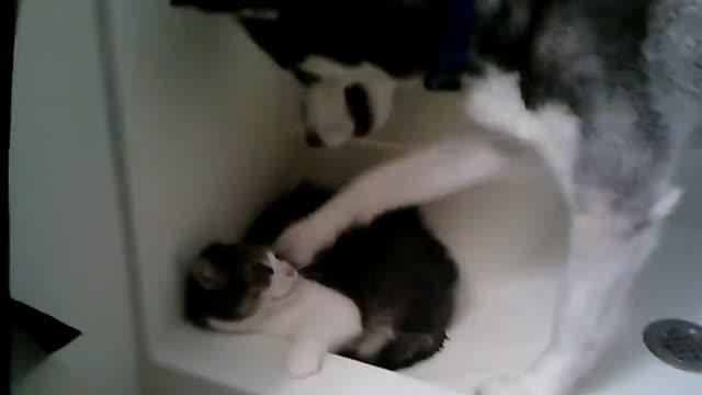 Dog Gets Scared By Cat Slams Legs Down | Funny Video