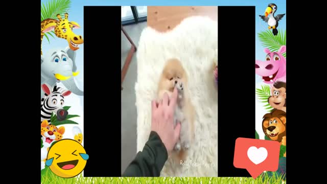 ACARICIANDO OS ANIMAIS FOFOS.