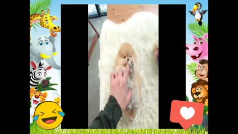 ACARICIANDO OS ANIMAIS FOFOS.
