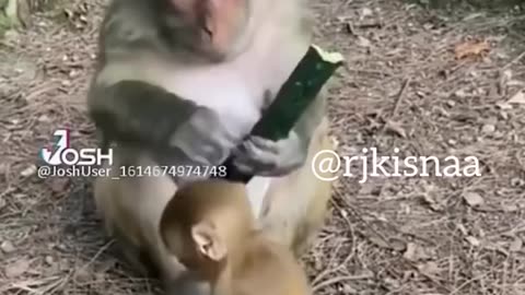 funny monkey videos