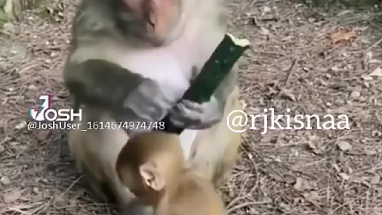 funny monkey videos