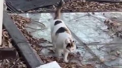 Cute lovely kitty🥰😍