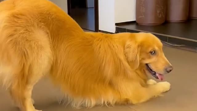 Dog version of high-quality dance interpretation
