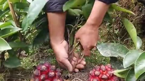 aku ga tau ni buah apa