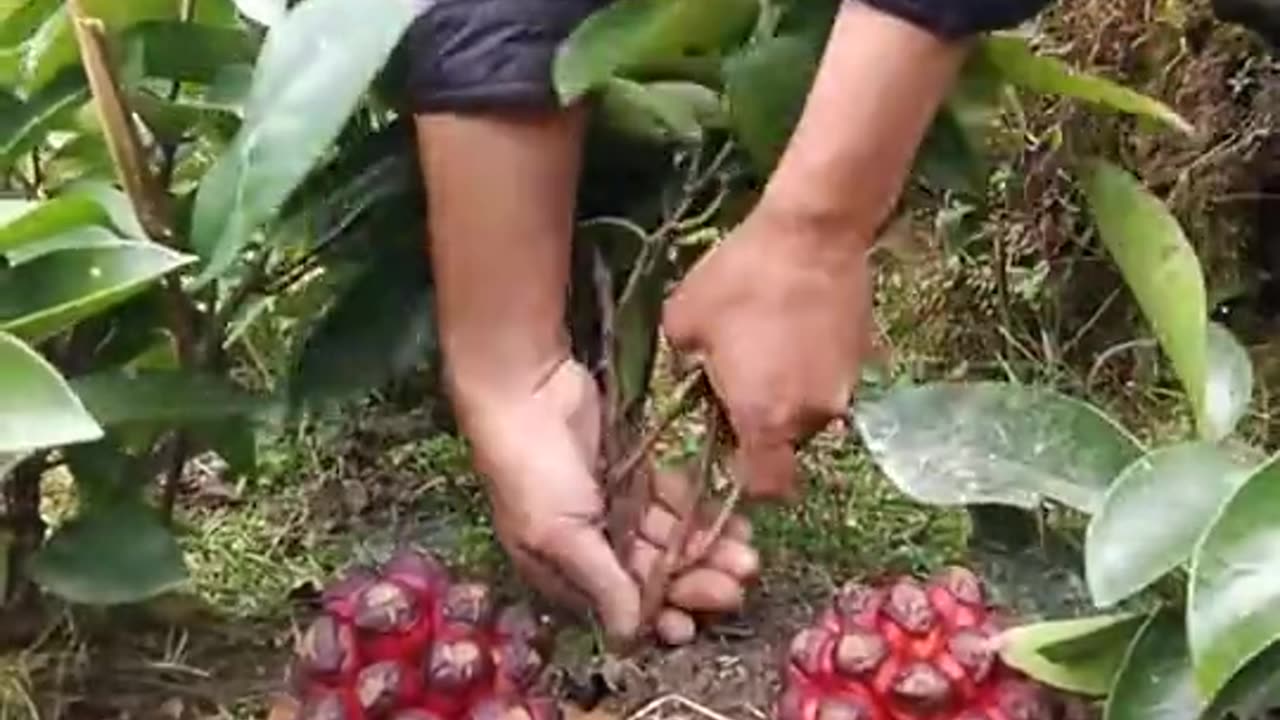 aku ga tau ni buah apa