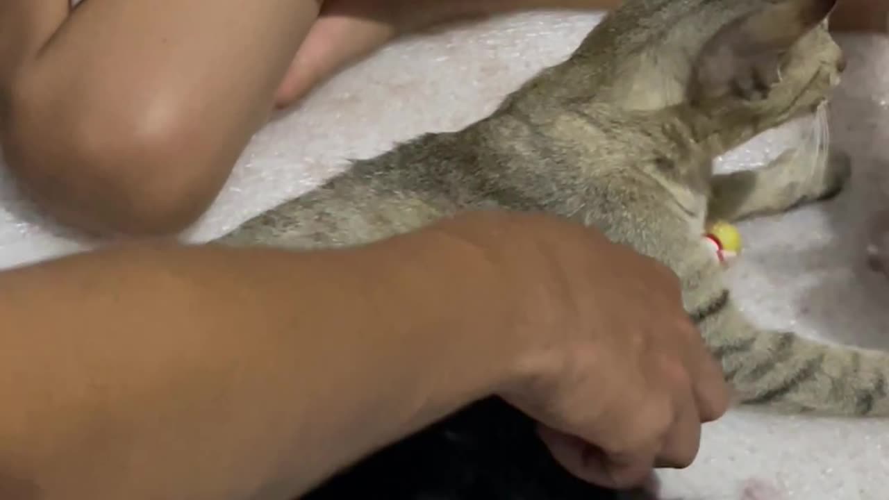 so beautiful kittens