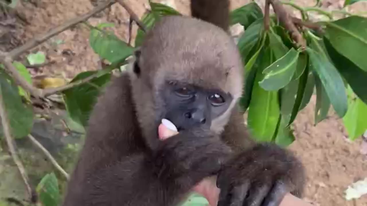 Monkey 2022 Peru
