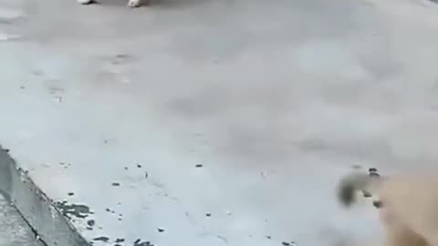 Funny monkey vs Dog killing fighting