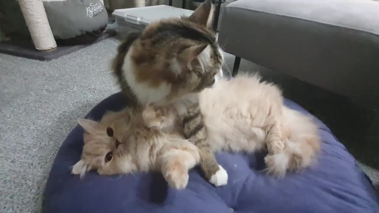 Forbidden cat fighting skills