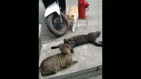 2022 Funny Cat Video