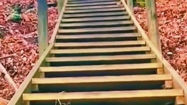 A collection of hilarious pet moments